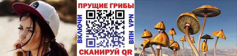 Галлюциногенные грибы Psilocybe  гидра   Валдай  даркнет сайт 